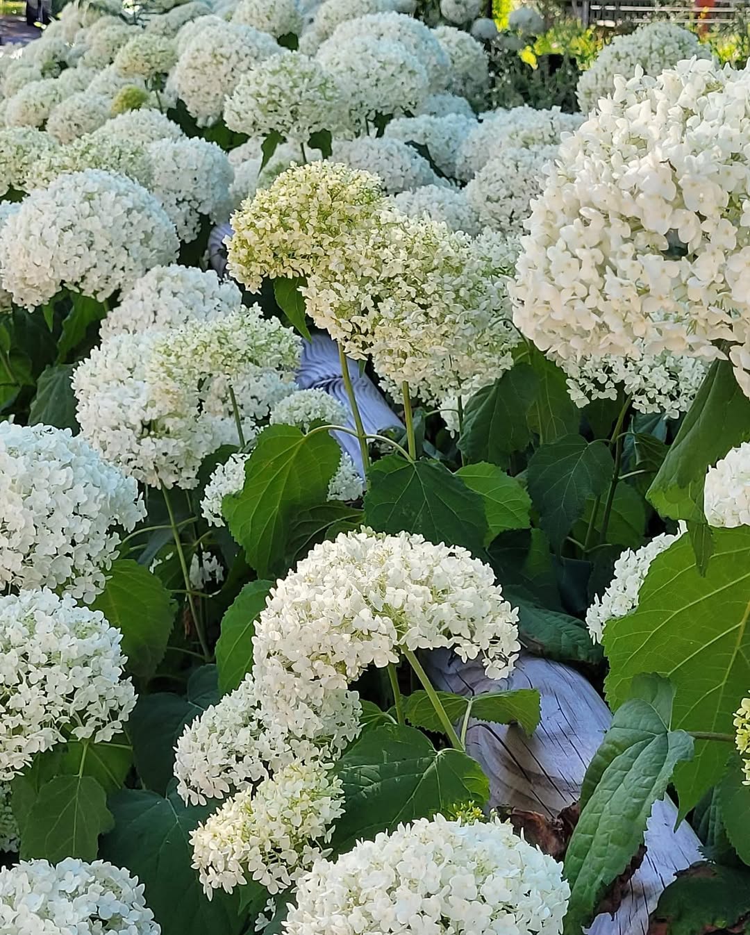 Seit 1992 bauen und pflegen wir #teamkgarten Ihre Außenanlage in Heidelberg, Rhein-Neckar und da